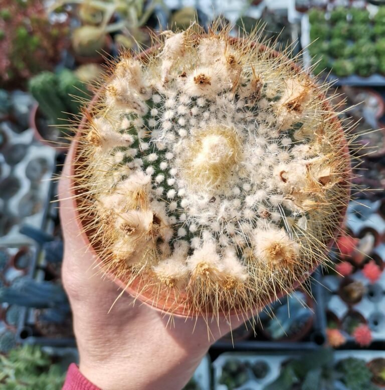 Parodia Chrysacanthion