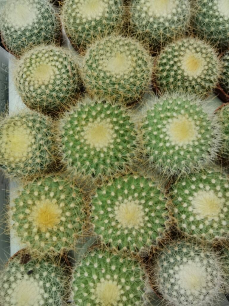 Parodia Graessneri