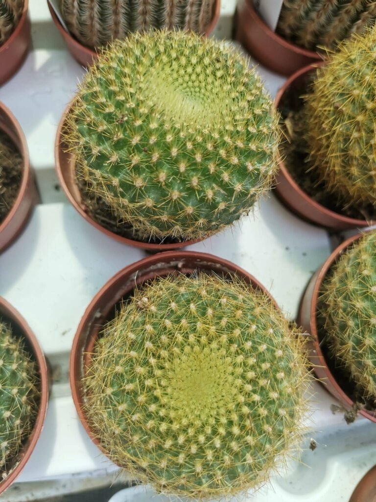 Brasilicactus Haselbergii
