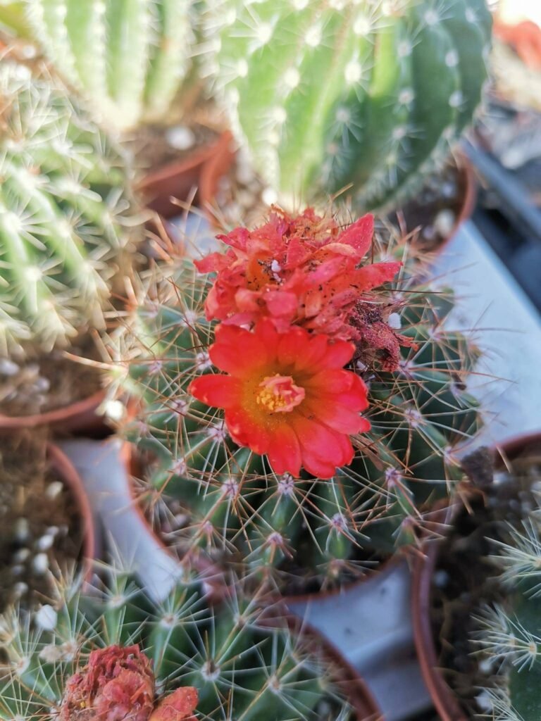Parodia Nivosa