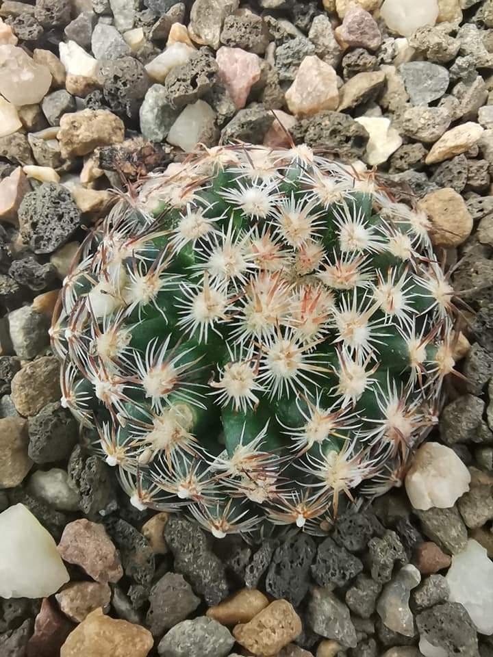 Pediocactus Simpsonii Hybrid