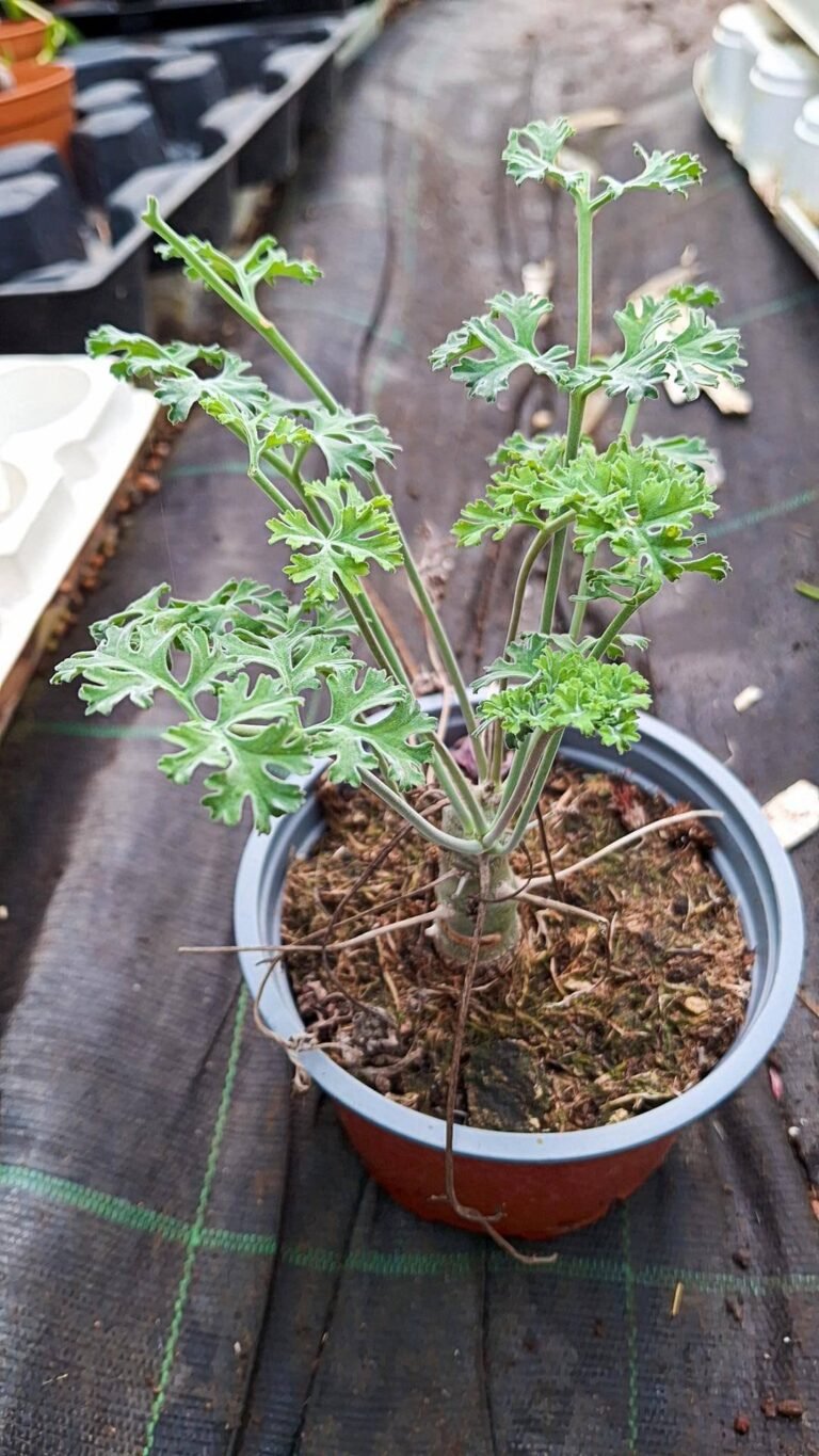 Pelargonium Carnosum