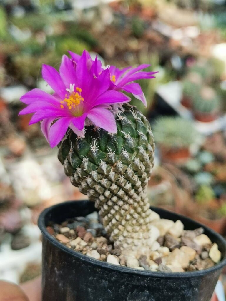 Pelecyphora Strobiliformis