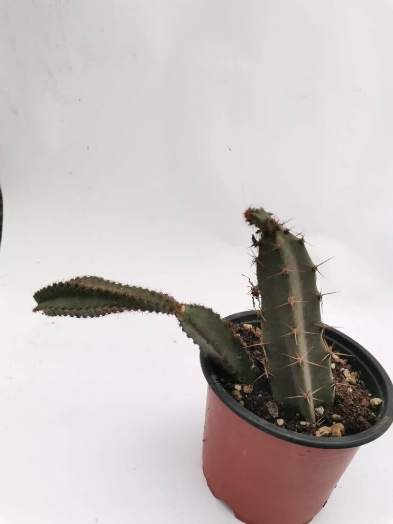 Peniocereus Cuixmalensis L 767