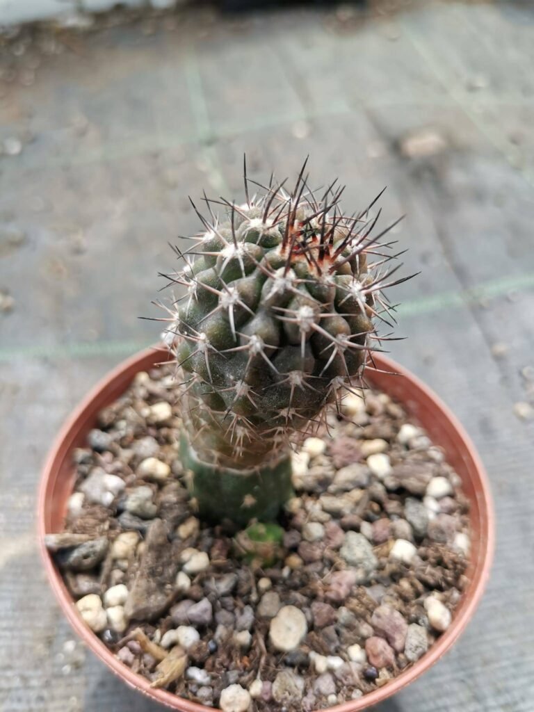 Phyrrocactus Sp innestata