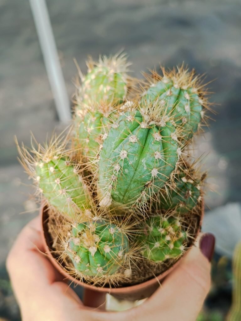 Pilosocereus Glaucescens