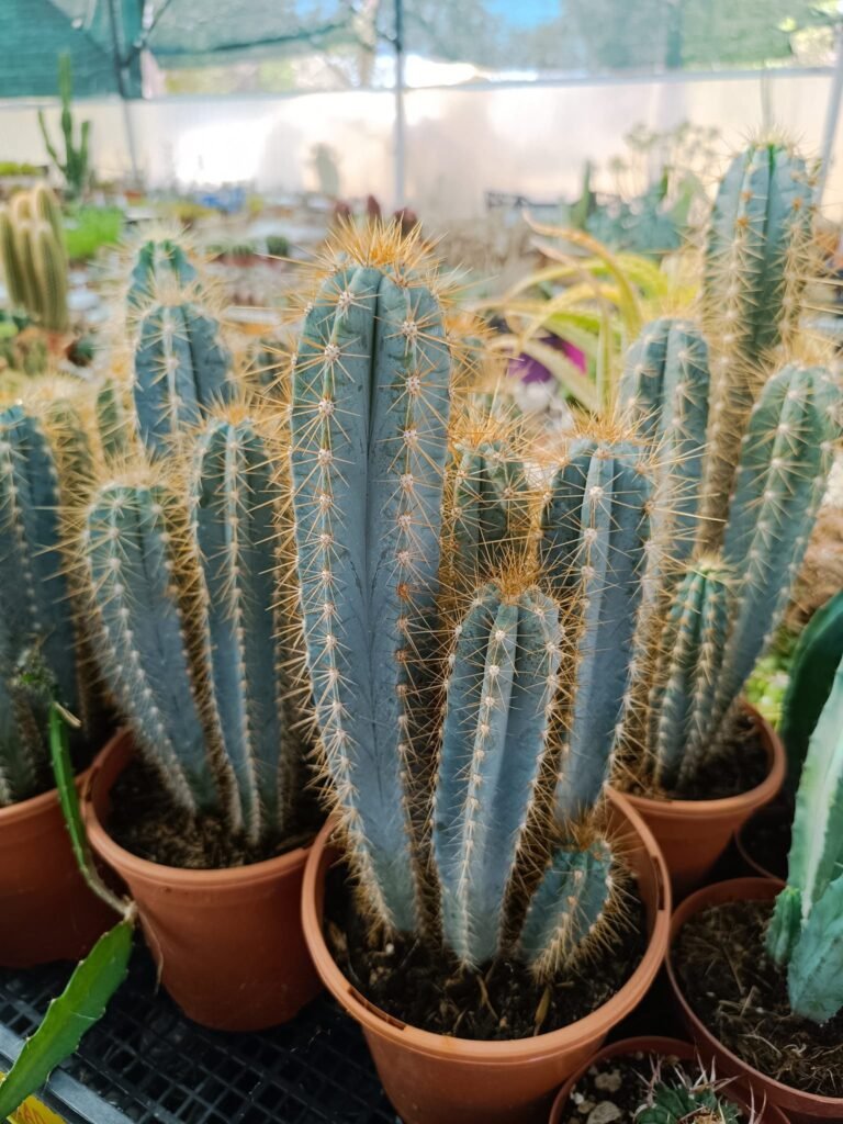 Pilosocereus Azureocereus accestita
