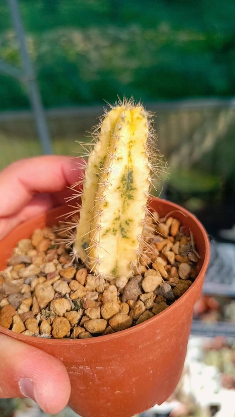 Siracactus-Cactus-Pilosocereus-azureocereus-variegata.jpg
