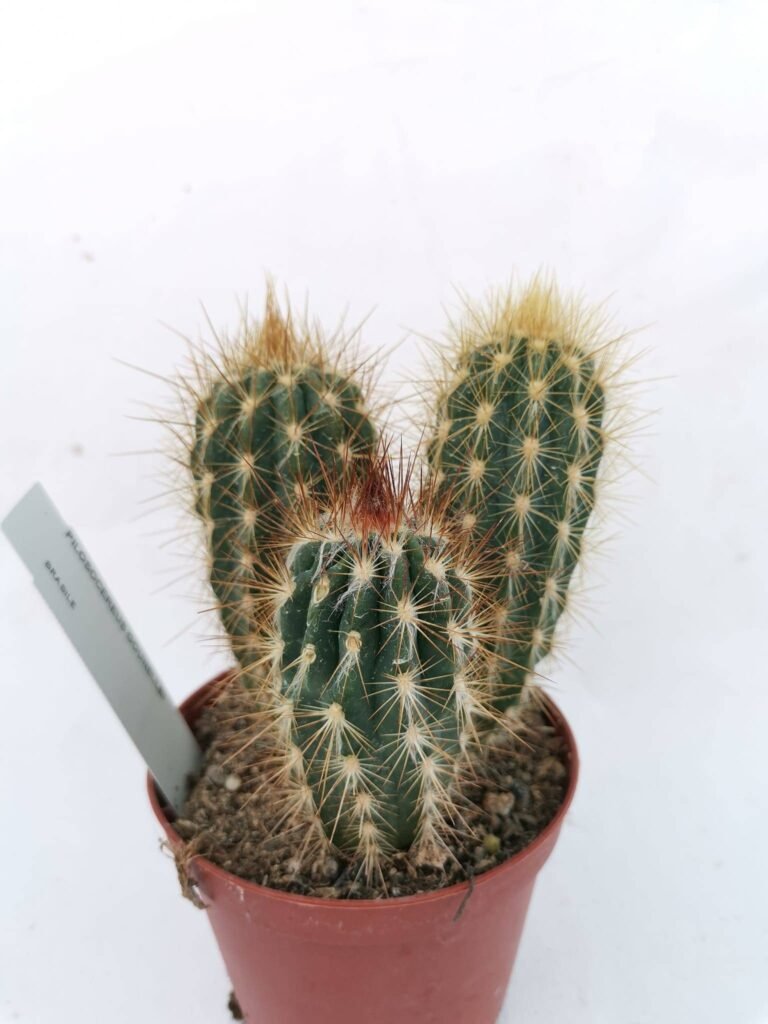 Pilosocereus Gounellei