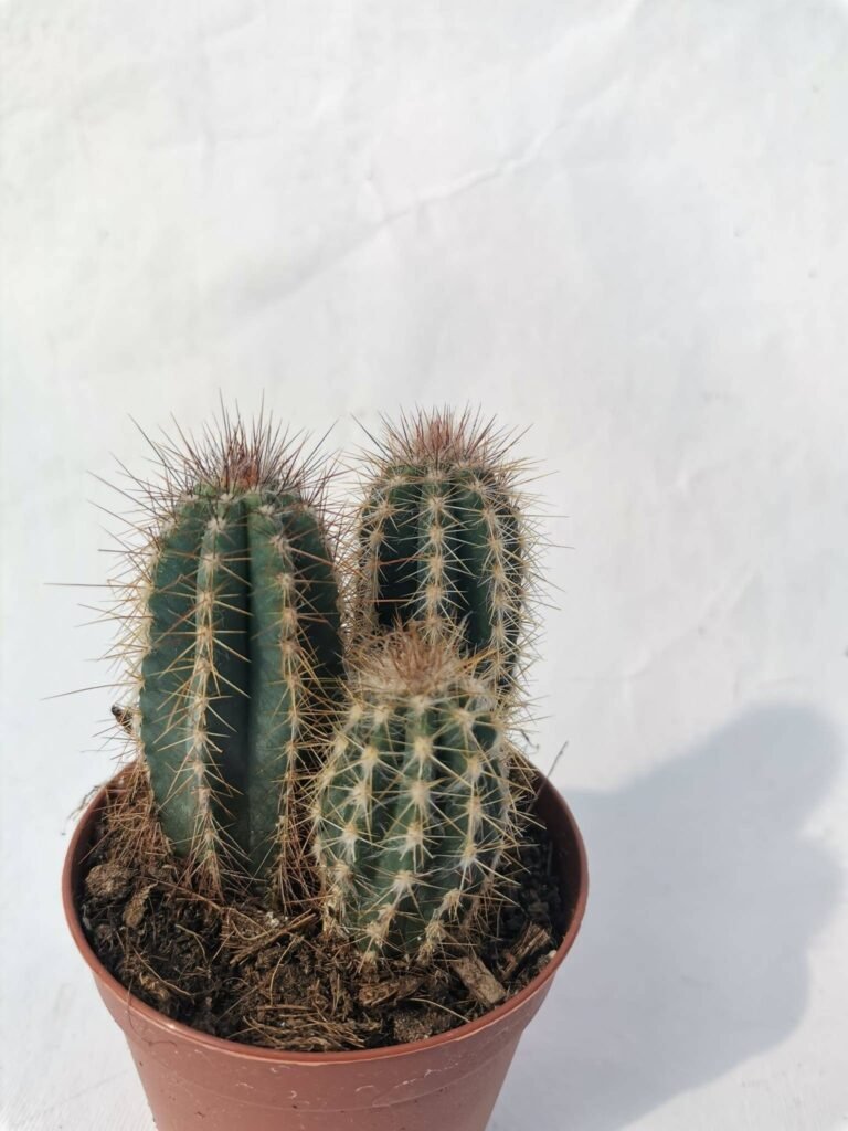 Pilosocereus Odilensis