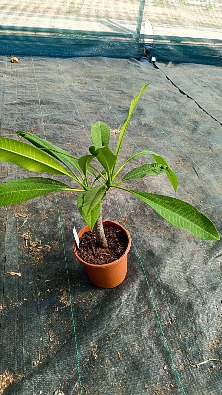 Plumeria hybrid