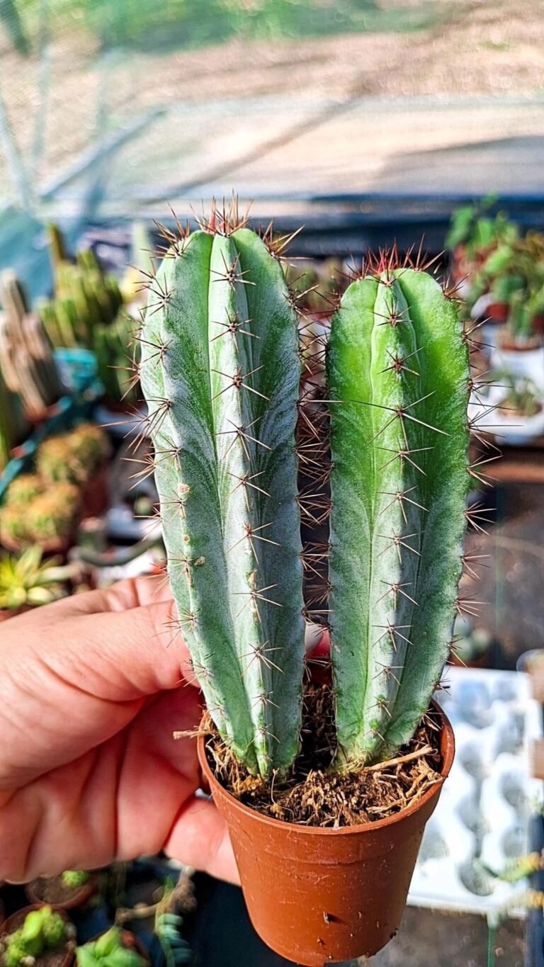 Polaskia Chichipe