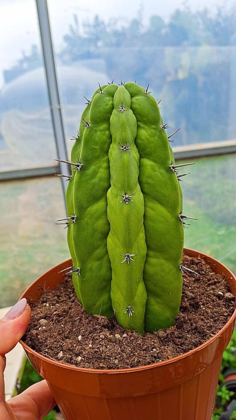 Polaskia Chichipe