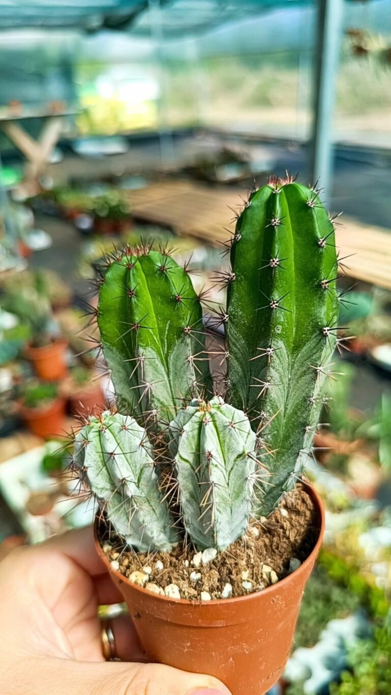 Polaskia Chichipe
