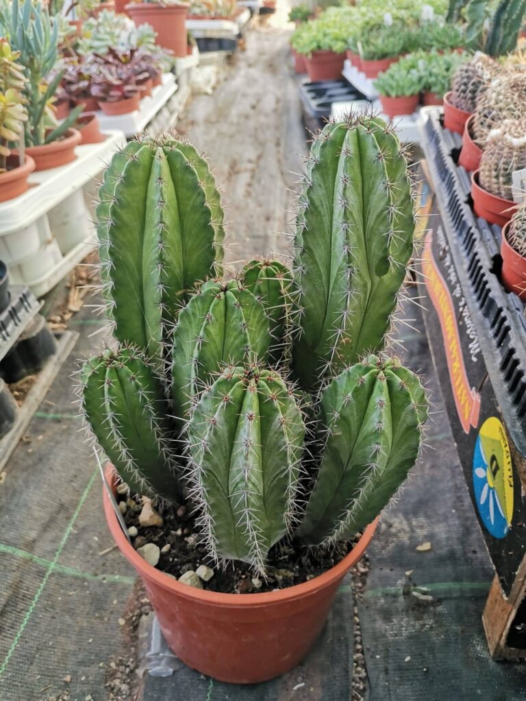 Polaskia Chichipe Big