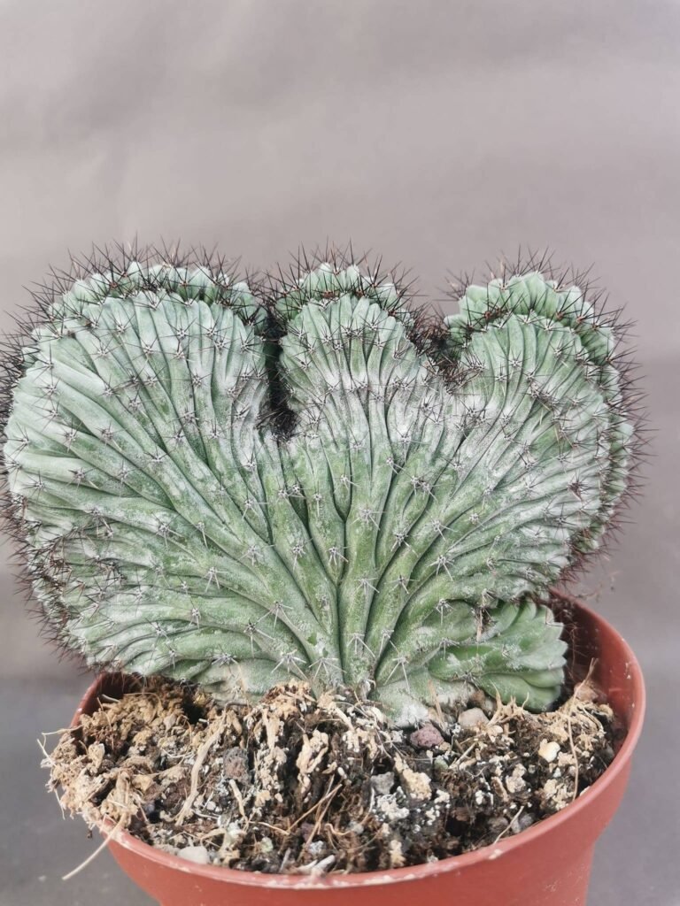 Polaskia Chichipe Crestata