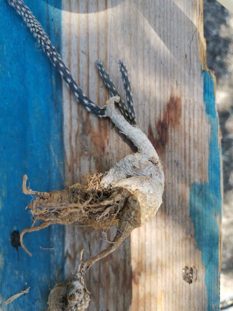 Pterocactus Tuberosus