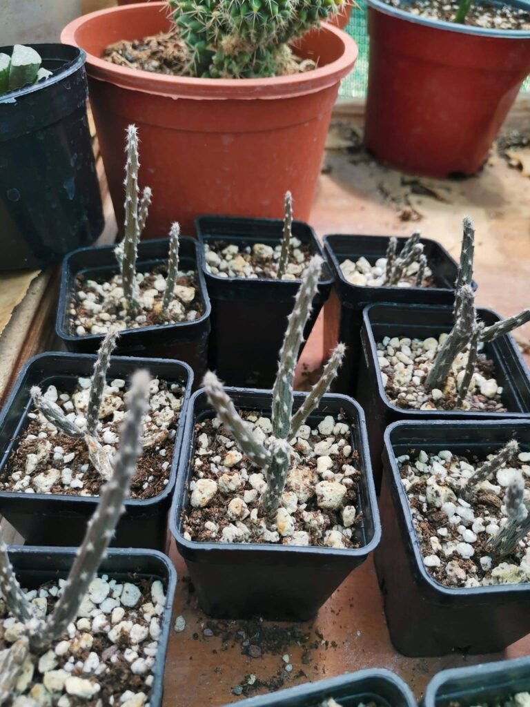 Pterocactus Tuberosus