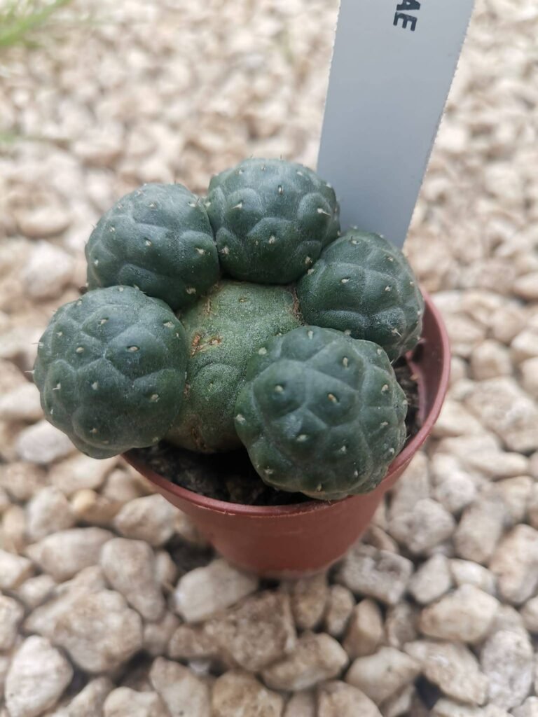 Puna Bonnieae Inermis Innestata