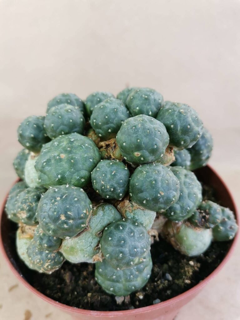 Puna Bonnieae Inermis Innestata