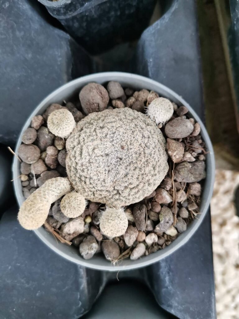 Puna Clavaroides cv Albispina