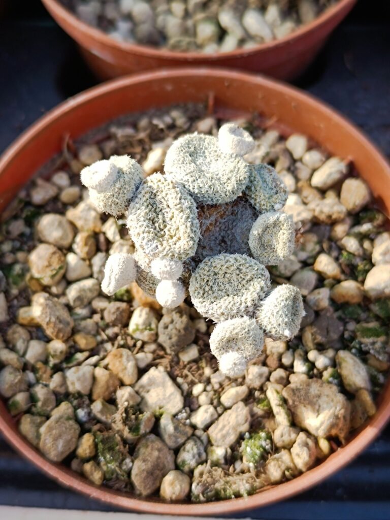 Puna Clavaroides cv Albispina innestata