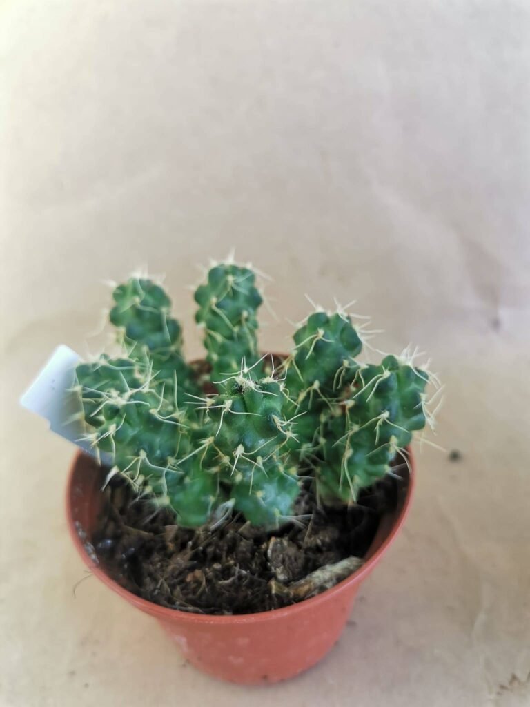 Puna Subterranea Inchauasii