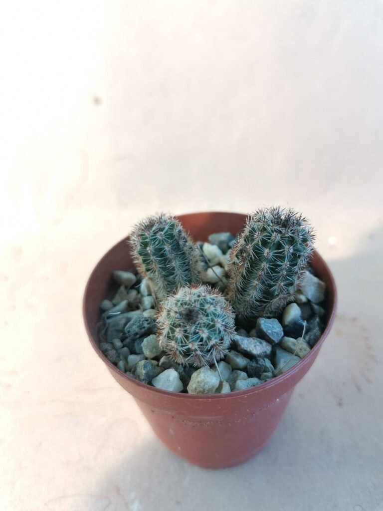 Pygmaeocereus Akersii