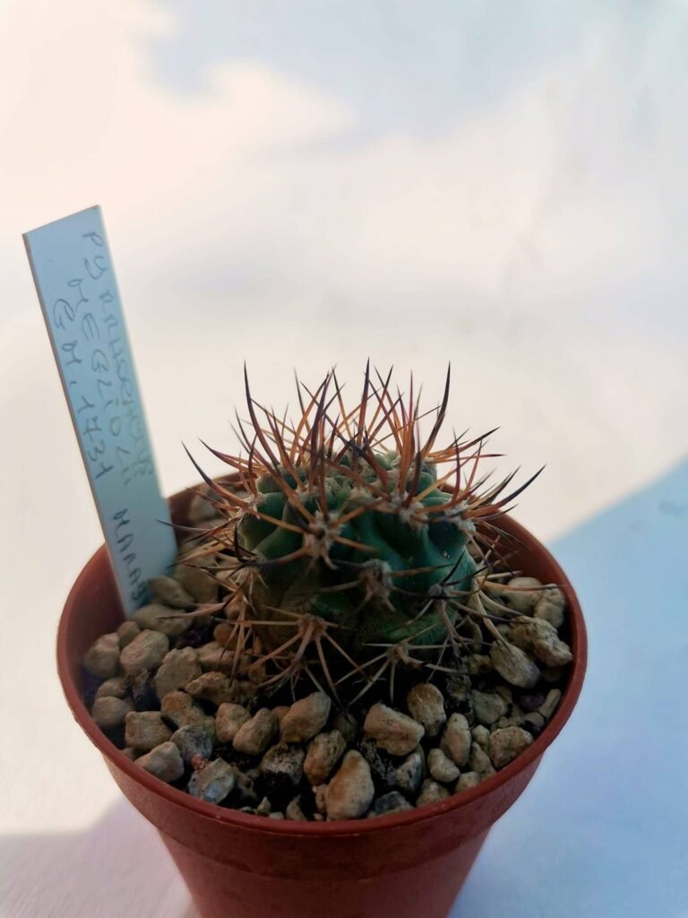Pyrrhocactus Megliolii Marayes