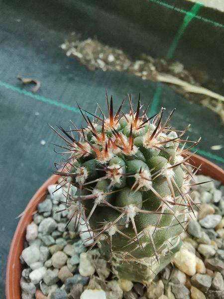 Pyrrhocactus sp Innestata