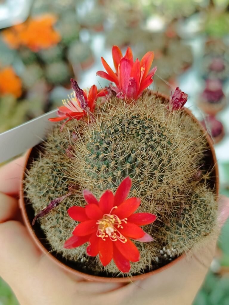 Rebutia SP