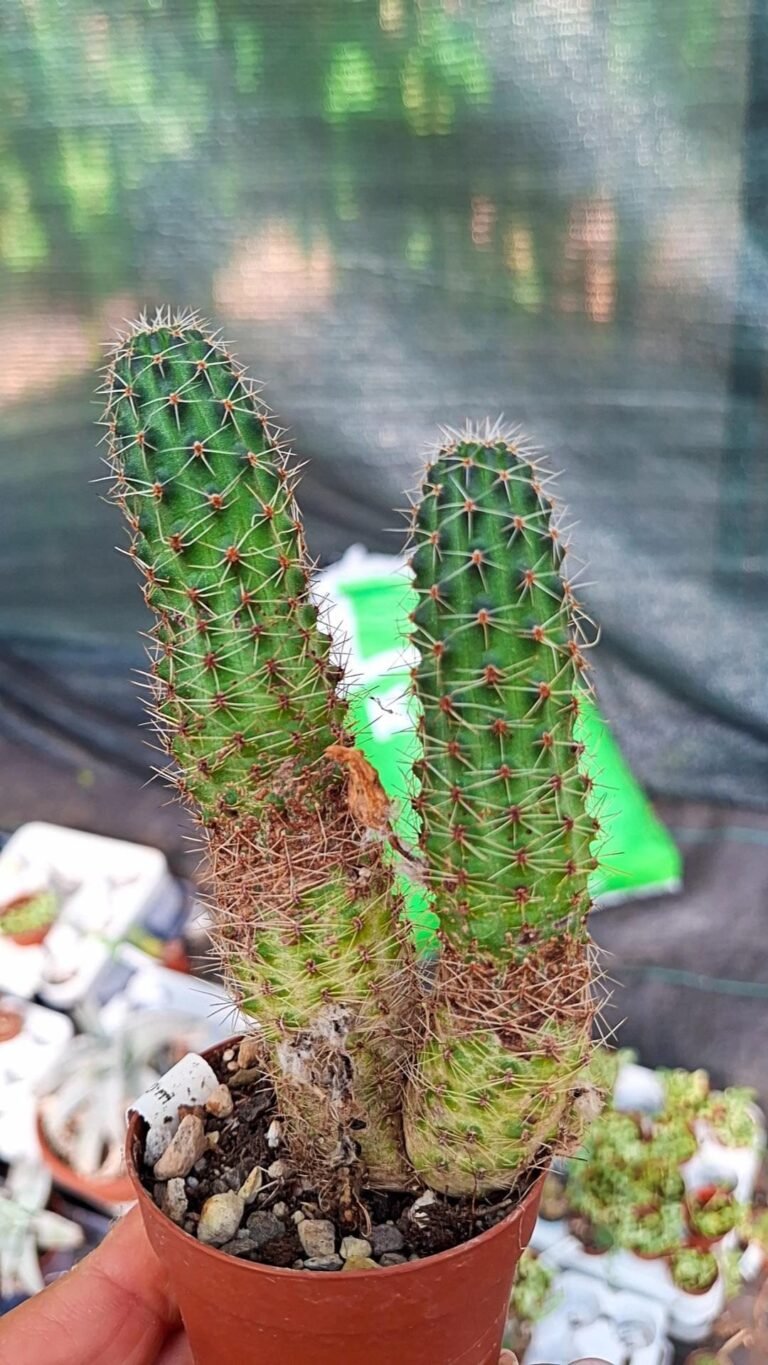 Rebutia Eos L 541