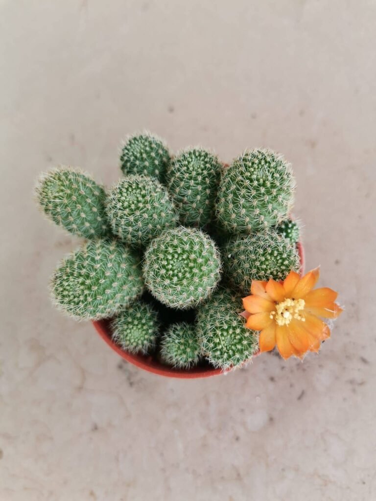 Rebutia Fabrisii