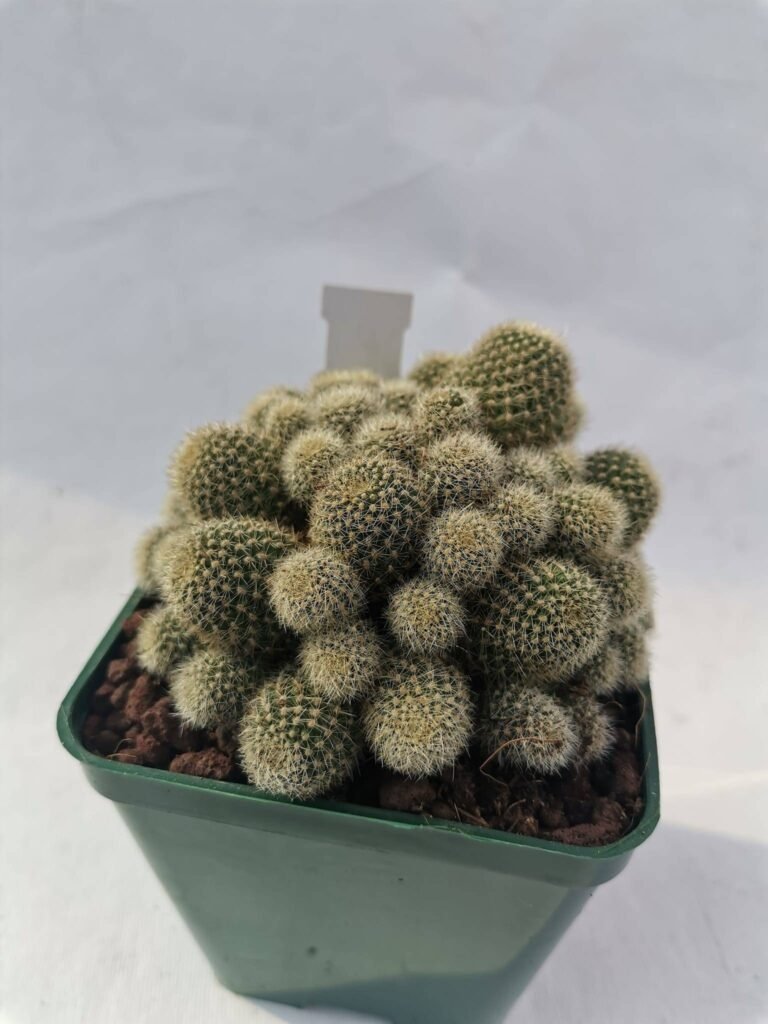 Rebutia Fiebrigii