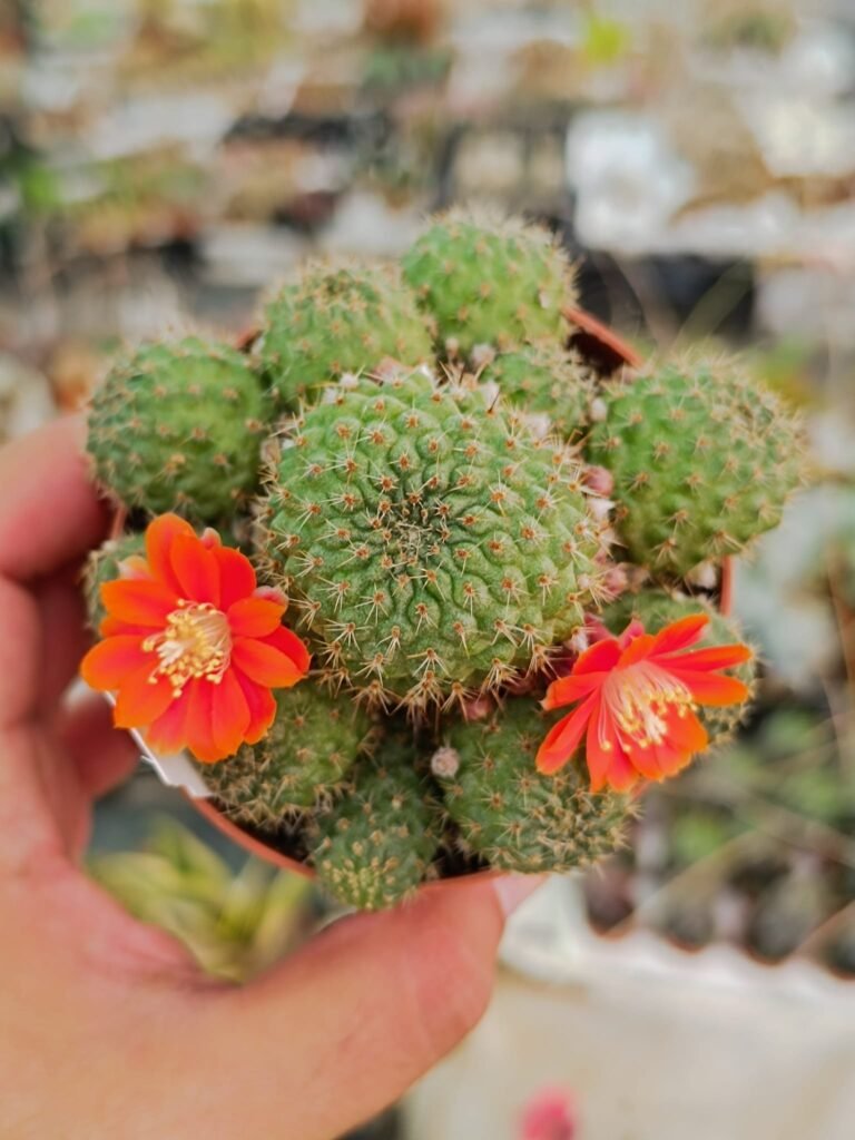 Rebutia Flavystila