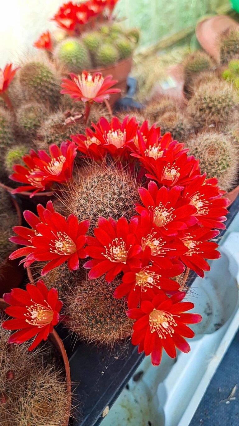 Rebutia fulviseta