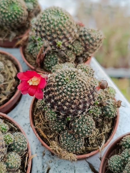 Rebutia heliosa v solisioides