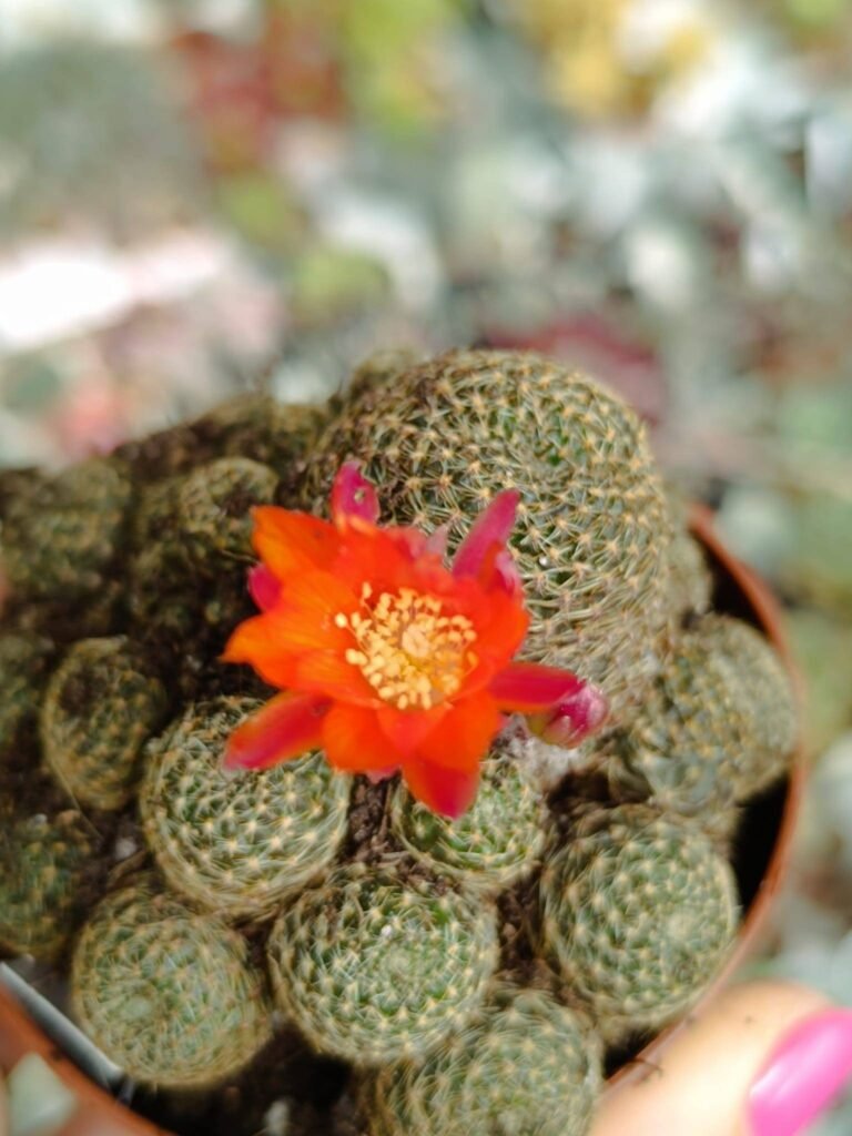 Rebutia Heliosa v. Condorensis