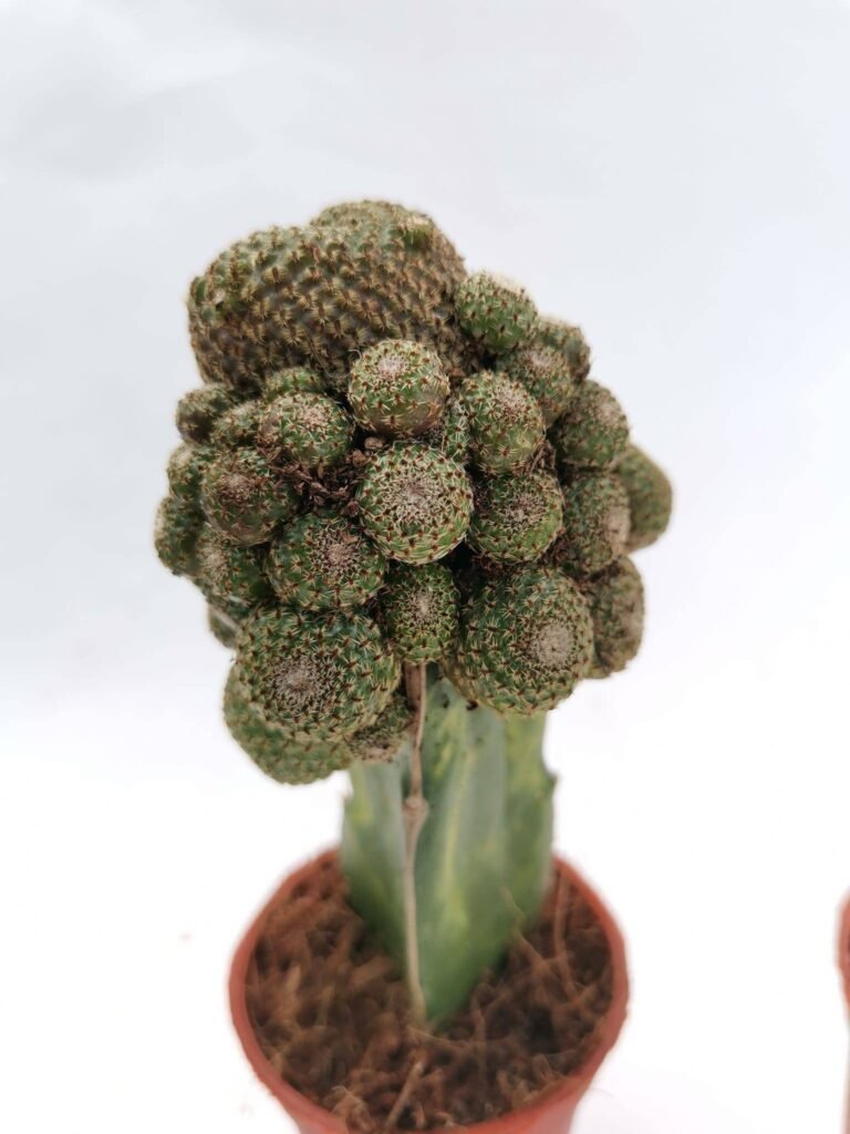 Rebutia Heliosa v. Solisioides accestita innestata