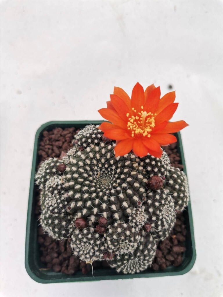 Rebutia Krainziana