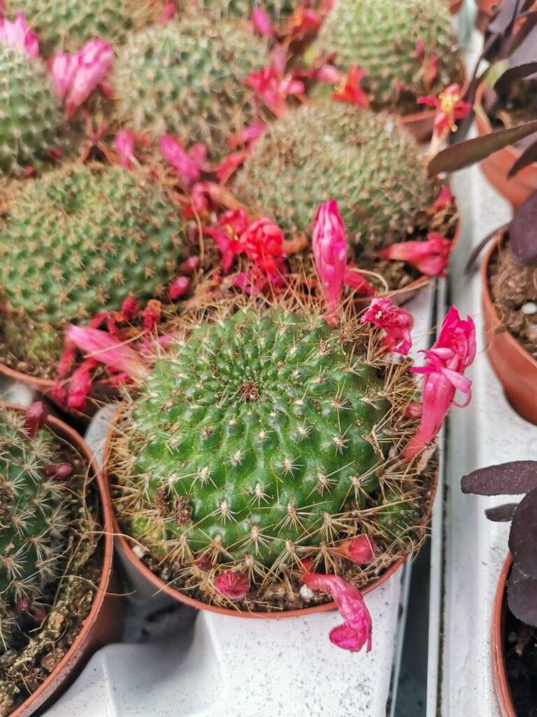 Rebutia Minuscula