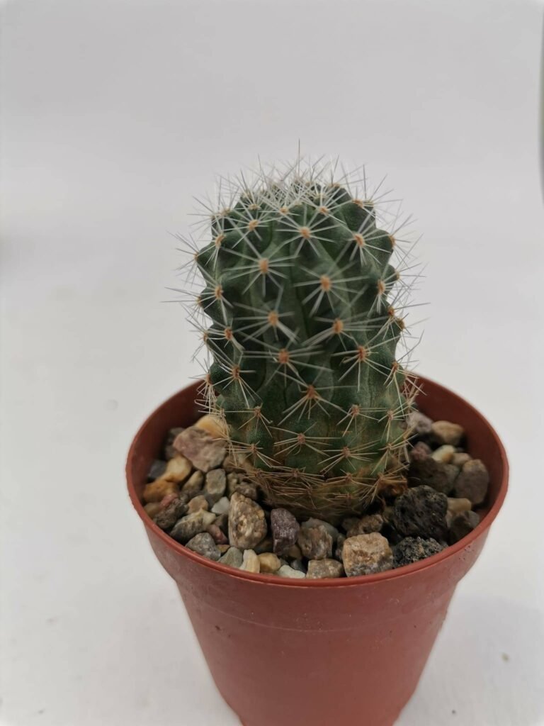 Rebutia Mudanensis WR 689