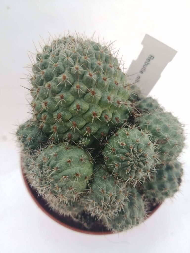 Rebutia Nitida