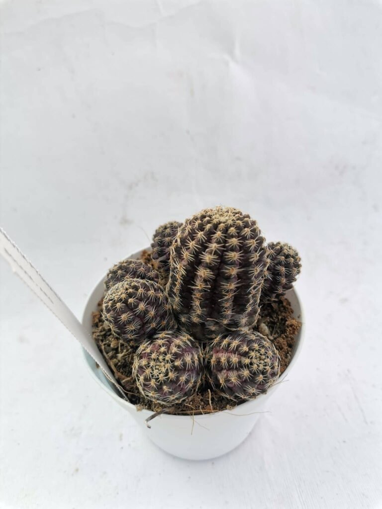 Rebutia Pygmaea