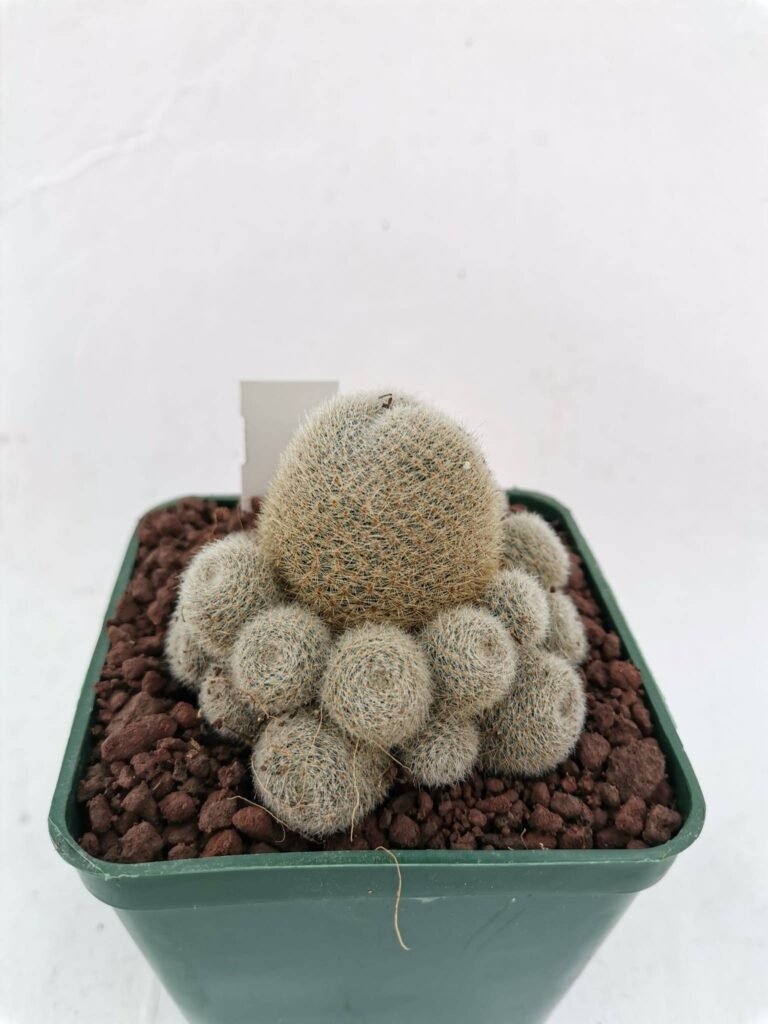 Rebutia Senilis