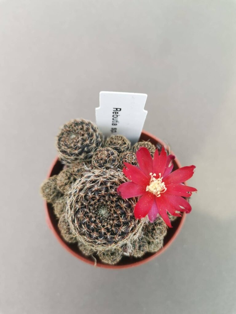 Rebutia Solisioides