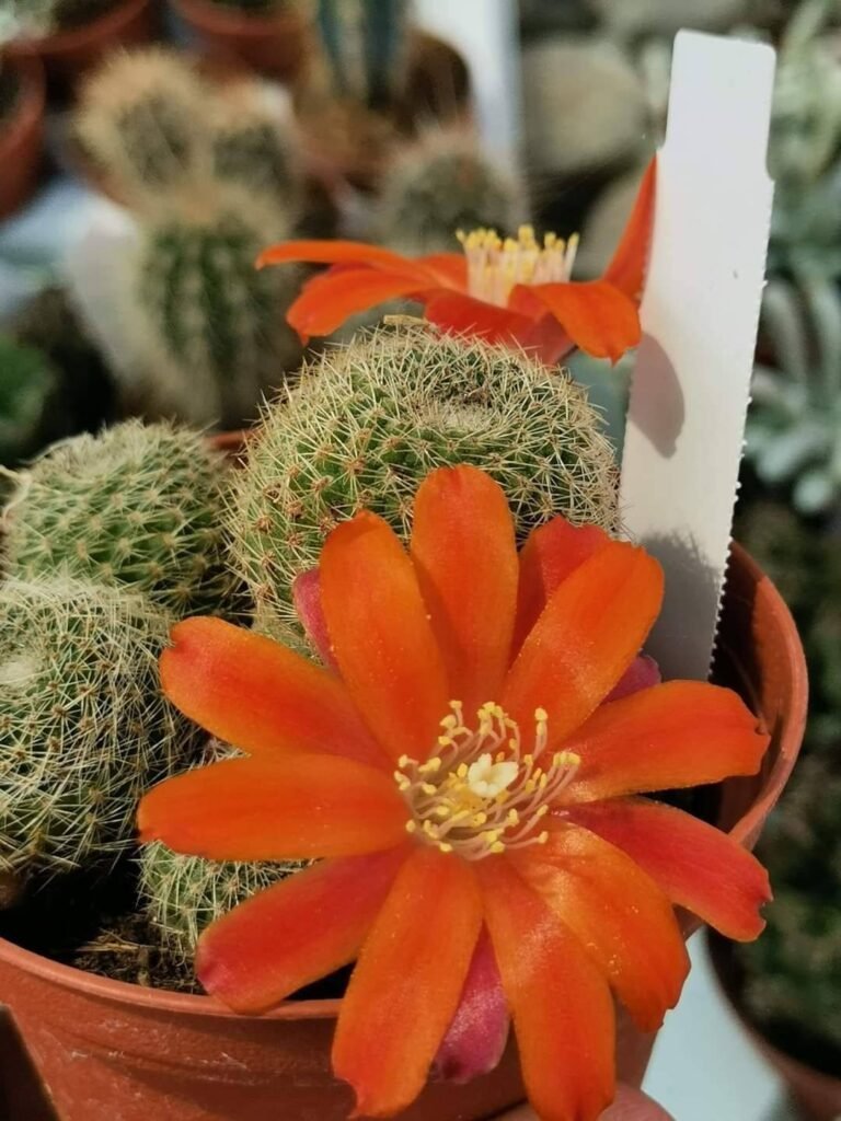 Rebutia Heliosa Hybrid