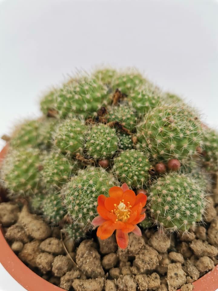 Rebutia sp