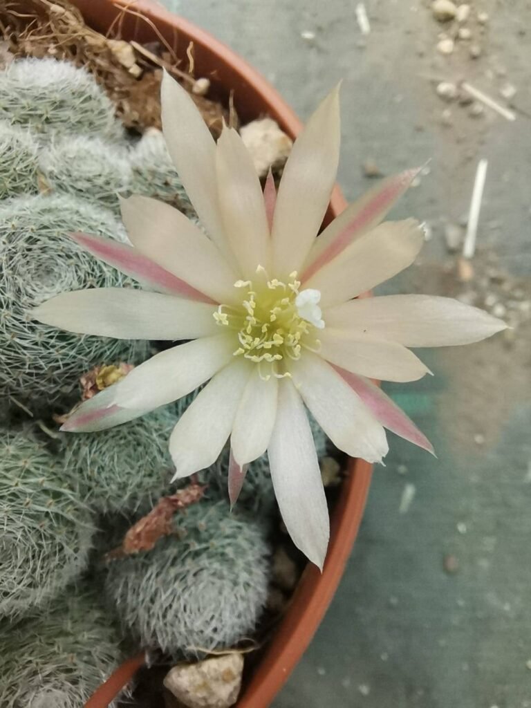 Rebutia Sunrise
