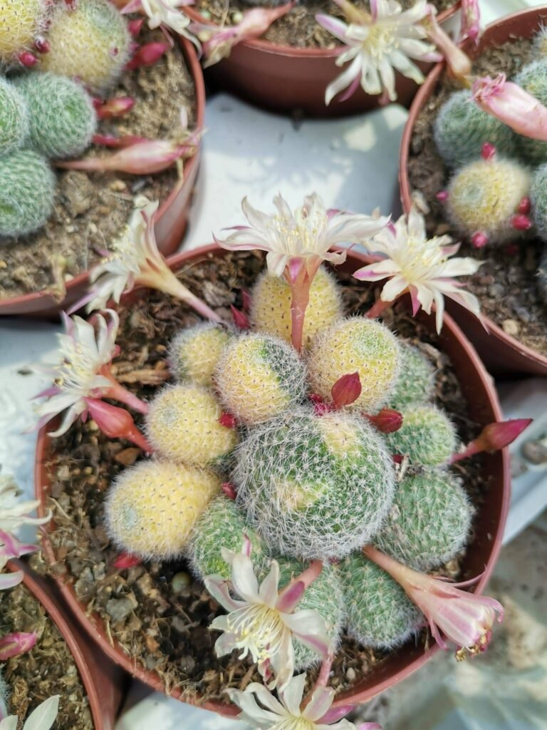 Rebutia Sunrise Variegata